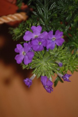 Green 028yy.jpg