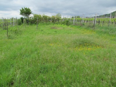 garten-03.jpg