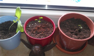 Mimose + Eierpflanze.jpg