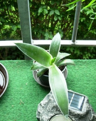 Agave.JPG