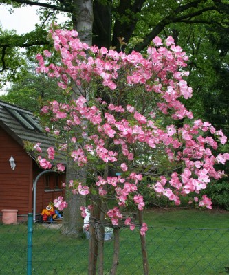 bäumchen rosa.jpg