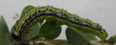 Tiere 011.jpg