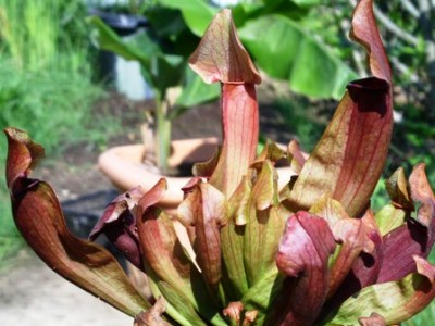 PICT0027.JPG