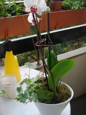 DSC07489.JPG