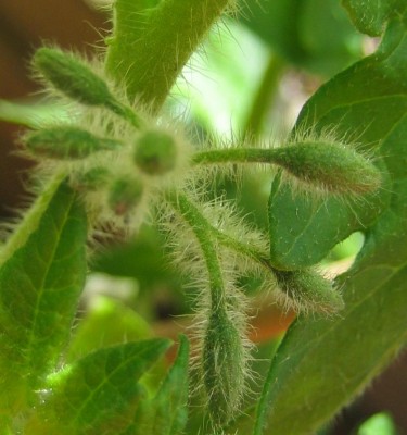 Tomaten.jpg