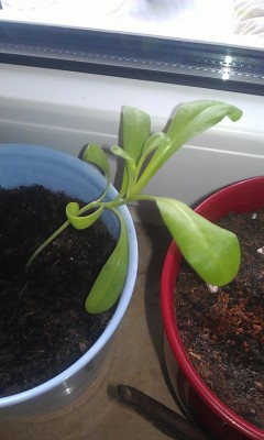 IMAG0520.jpg