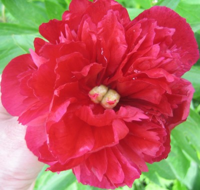Blüten 073.jpg