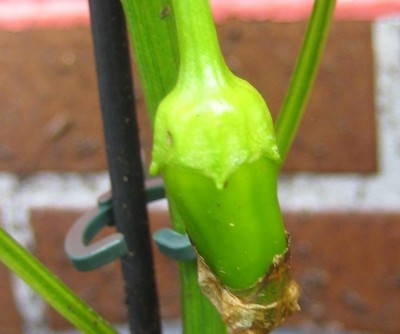 Blüten 078.jpg