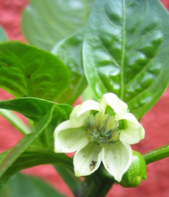 Blüten 079.jpg