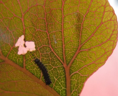 Blüten 082.jpg