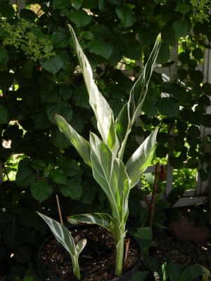 Canna Stu.JPG