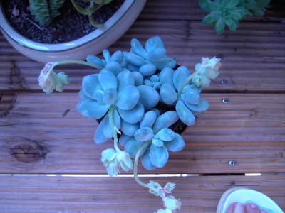 PICT2268.JPG