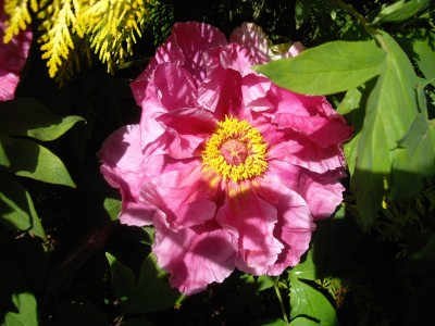 IMGP2949.JPG