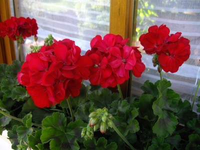 IMGP2979.JPG
