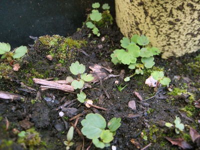 saemlinge_1_120510.jpg