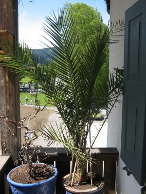 Palme.jpg