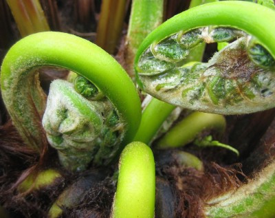 Blüten 091.jpg