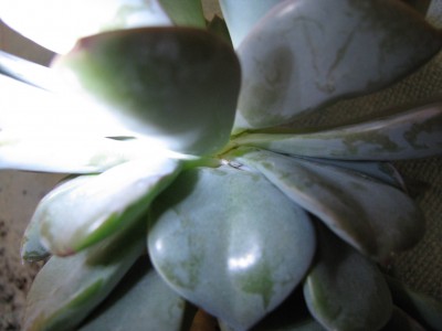 Echeveria Schildlaus.jpg