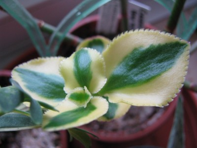 Crassula sarmentosa variegata nah.jpg