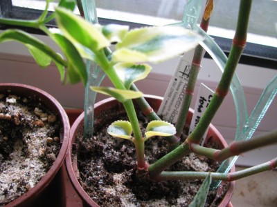 Crassula sarmentosa variegata.jpg