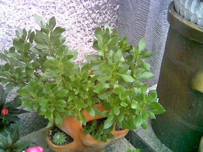 Bild001.jpg