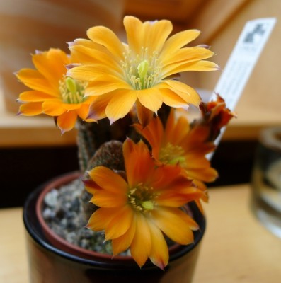 P1100445.JPG