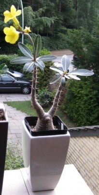 Pachypodium rosulatum madagascar.jpg