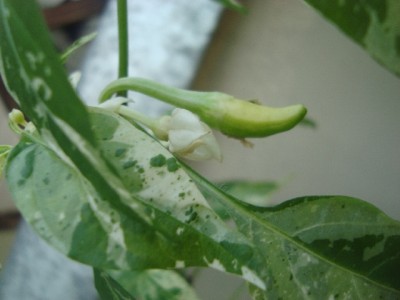 Fish Pepper.jpg