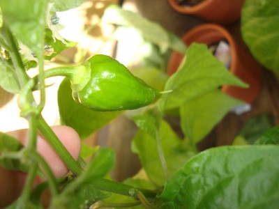 Habanero Orange.jpg