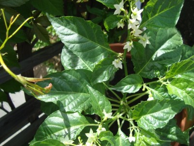 Habanero Peach.jpg