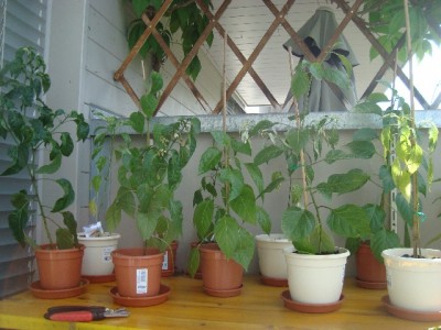 Chili1.jpg