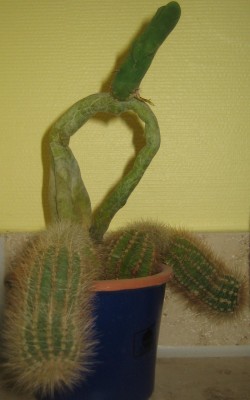 Kakteen 008.jpg