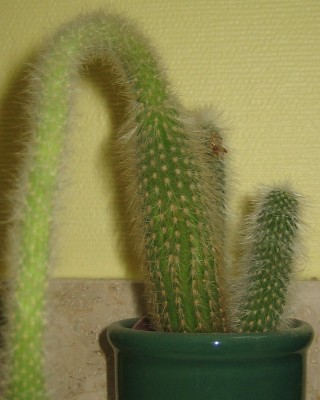 Kakteen 006.jpg