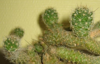 Kakteen 005.jpg