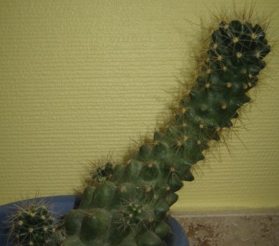 Kakteen 004.jpg