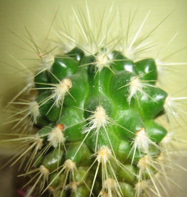Kakteen 003.jpg