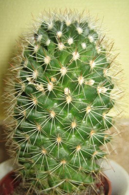 Kakteen 002.jpg