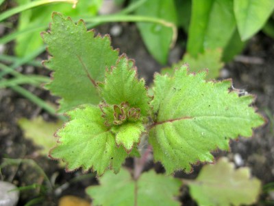Mairätsel_G0040.jpg