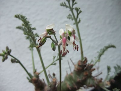 DSCF2614.JPG