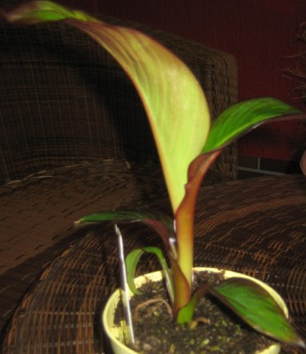Freiland-Banane.jpg