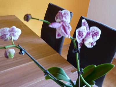 P1000143.JPG