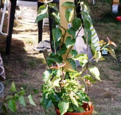 PICT0032.JPG