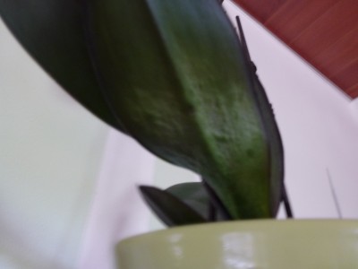 P1000176.JPG