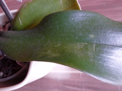 P1000151.JPG