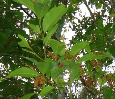 194. Baum, Arbol de 8 metros, Finca Moreira, DSC04443.JPG