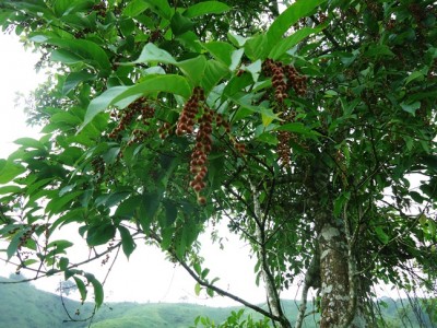 194. Baum, Arbol de 8 metros, Finca Moreira, DSC04439.JPG