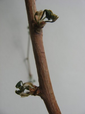 Ginkgo bilboa 1.JPG