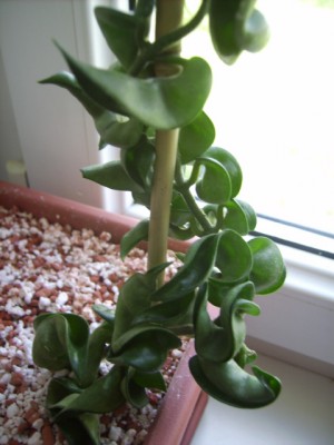 PICT2339.JPG