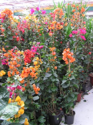 473_1145023672_Bouganvillea  12,50?.jpg
