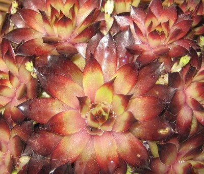 Sempervivum1.jpg